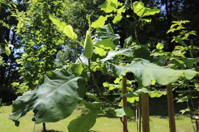 Magnolia hybr. 'Ashei' - hybrid šácholanu velkolistého - listy s pupenem květu